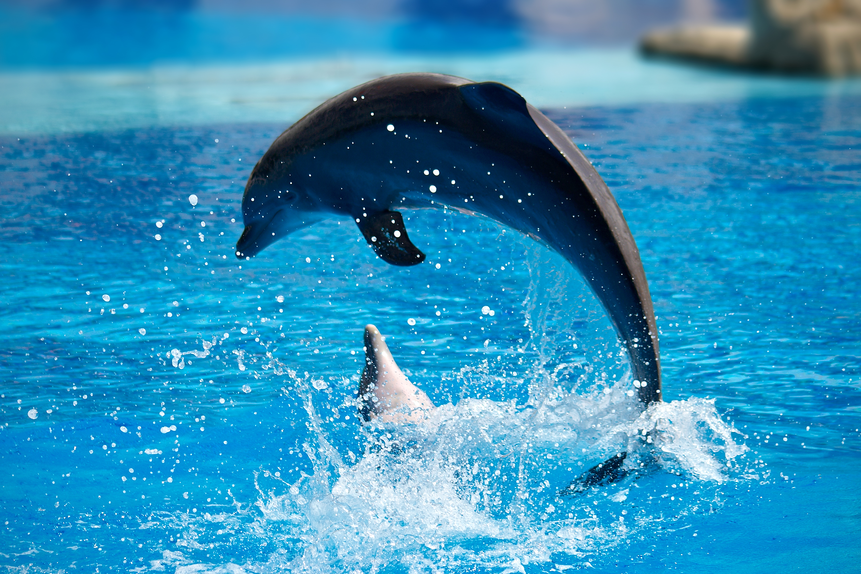 DOLPHIN SHOW